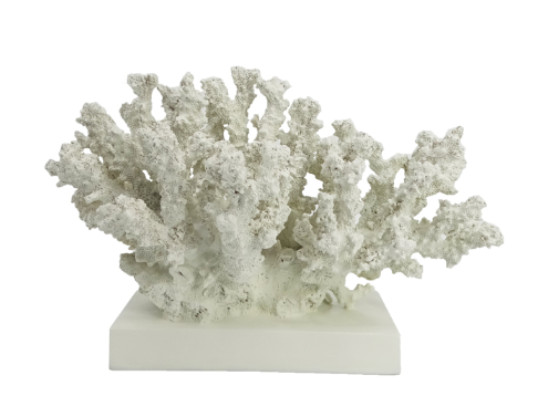 Kapri Coral