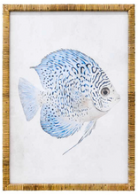 Load image into Gallery viewer, Framed Fish Print: 2 Styles Available
