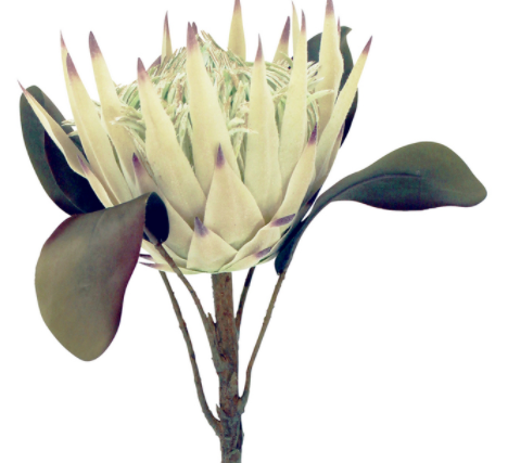 Protea Stem